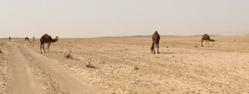 Kamele in der Sahara