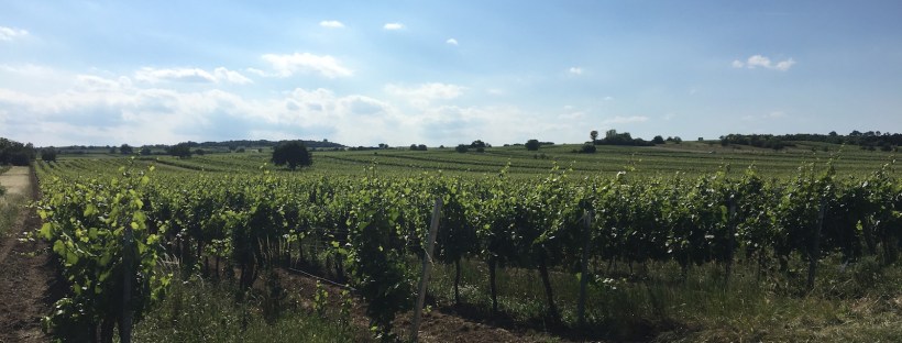 Radeln entlang von Weinbergen