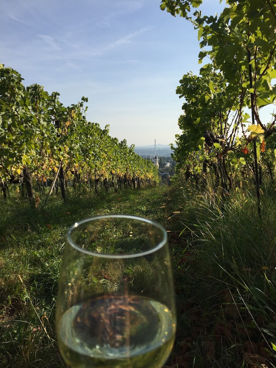 Wiener Weißwein in den Weinbergen genießen