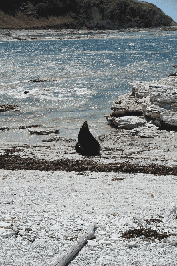 Robbe-in-Kaikoura