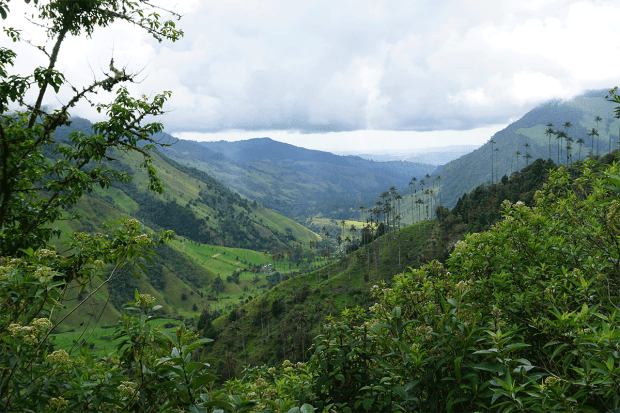Valle del Cocora